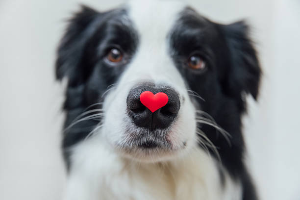 St. Valentine's Day concept. Funny portrait cute puppy dog border collie holding red heart on nose isolated on white background. Lovely dog in love on valentines day gives gift St. Valentine's Day concept. Funny portrait cute puppy dog border collie holding red heart on nose isolated on white background. Lovely dog in love on valentines day gives gift dog heart stock pictures, royalty-free photos & images