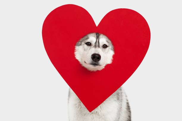 husky dog and heart symbol Dogs Huskies hold a heart symbol dog heart stock pictures, royalty-free photos & images