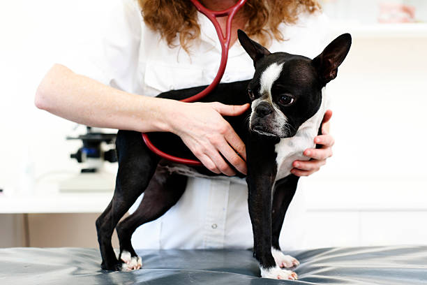 Dog visiting the veterinarian Dog visiting the veterinarian dog heart stock pictures, royalty-free photos & images