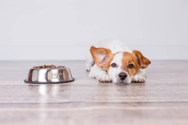 cute small dog waiting for meal or dinner the dog food. he is lying on the floor and looking at the camera. white background and pets indoors. cute small dog waiting for meal or dinner the dog food. he is lying on the floor and looking at the camera. white background and pets indoors. dog eating stock pictures, royalty-free photos & images