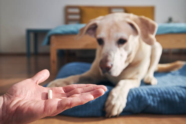 Man giving medicine to his old dog Man is holding in hand pill for ill dog. Pet owner giving medicine to his old labrador retriever. 