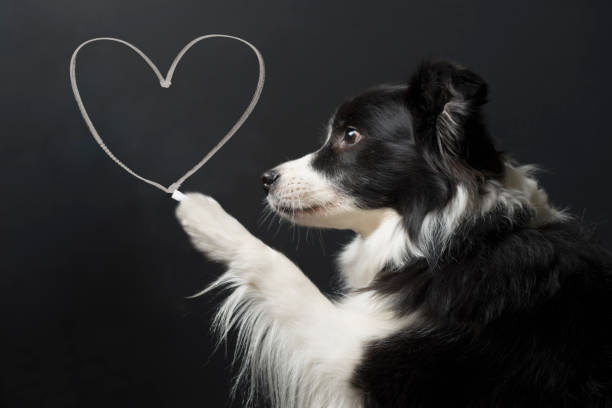 Dog and heart shape The background is blackboard dog heart stock pictures, royalty-free photos & images