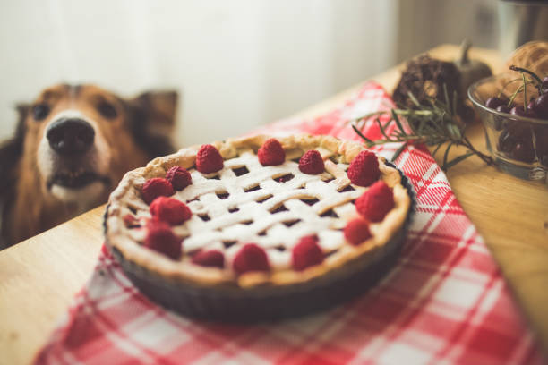 Somethig for me on the table Dog sniffing Baked raspberry pie on diningroom table dog raspberries stock pictures, royalty-free photos & images