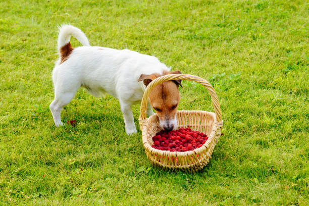 Dog eating fresh raspberries from basket Jack Russell Terrier stealing berries dog raspberries stock pictures, royalty-free photos & images