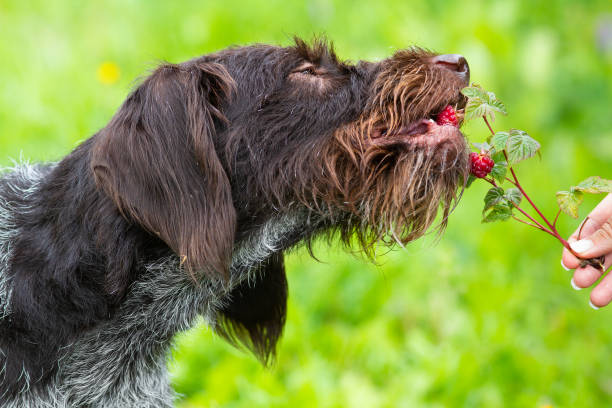 dog eats raspberries from a branch A man holds a raspberry branch. The dog eats berries just from this branch. Close-up. dog raspberries stock pictures, royalty-free photos & images