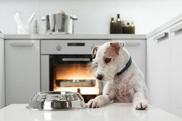 Dog waiting for a healthy meal Parson Russel Terrier waiting for a healthy meal. oven baked dog kibble stock pictures, royalty-free photos & images