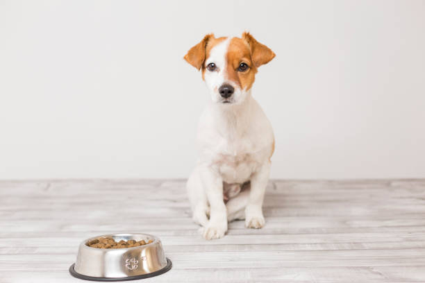 cute small dog sitting and waiting to eat his bowl of dog food. Pets indoors. Concept cute small dog sitting and waiting to eat his bowl of dog food. Pets indoors. Concept oven baked dog kibble stock pictures, royalty-free photos & images
