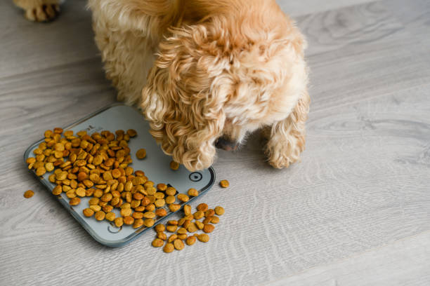 Dog eats dry food scattered on a kitchen scale. American Cocker Spaniel eats dry food scattered on a kitchen scale. oven baked dog kibble stock pictures, royalty-free photos & images