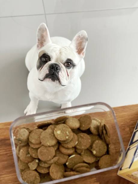 French Bulldog waiting for treats time Frenchie dog looking up at a box container filled with dog treats dog food container stock pictures, royalty-free photos & images