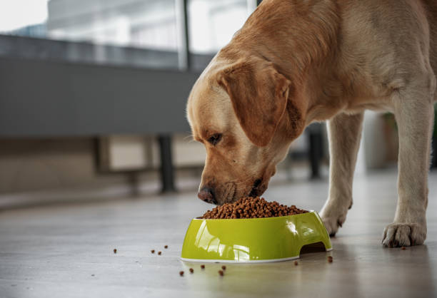 Serene dog tasting delicious meal Side view serious lablador eating food from bowl while situating in room at home. Low angle. Copy space dog eating stock pictures, royalty-free photos & images