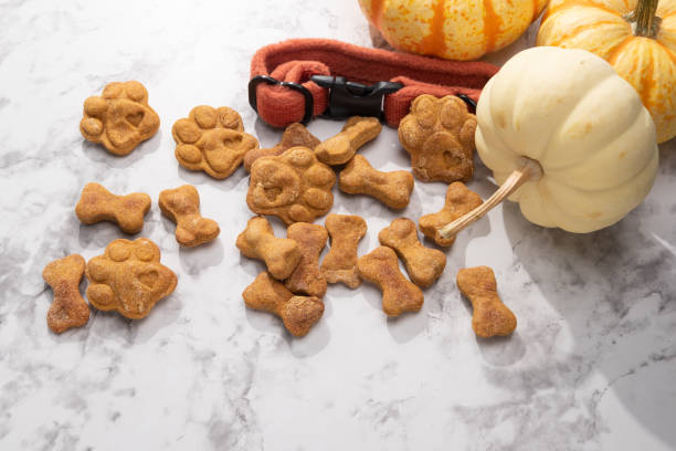 Baked pumpkin dog treats on a marble background. A pile of baked pumpkin dog treats on a marble background, with pumpkins and a burnt orange dog collar. dog pumpkin treats stock pictures, royalty-free photos & images