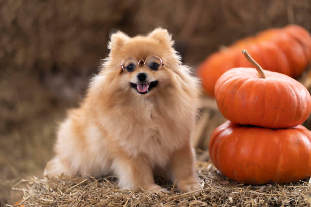 A pomeranian with glasses sits on a background of hay, next to an orange pumpkin. Halloween concept A pomeranian with glasses sits on a background of hay, next to an orange pumpkin. Halloween concept dog pumpkin spice stock pictures, royalty-free photos & images