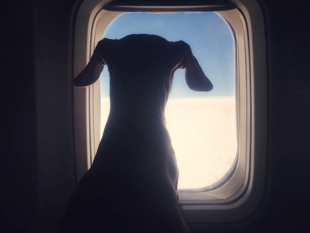 Dog looking through an airplane window Cute dachshund dog looking through an airplane window while traveling dog airplane stock pictures, royalty-free photos & images