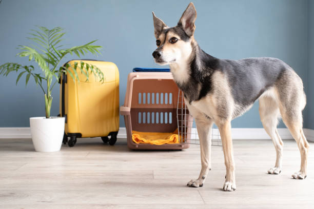 Cute mixed breed dog standing by travel pet carrier, blue wall background Travel carrier box for animals. Cute mixed breed dog standing by travel pet carrier, blue wall background, copy space dog airplane stock pictures, royalty-free photos & images
