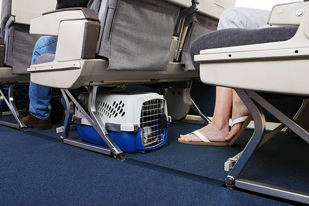 Traveling With Pet On Airplane Passenger traveling with their pet dog. Pet carrier is stowed under the seat. dog airplane stock pictures, royalty-free photos & images