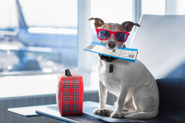 dog in airport terminal on vacation holiday vacation jack russell dog waiting in airport terminal ready to board the airplane or plane at the gate, luggage or bag to the side dog airplane stock pictures, royalty-free photos & images