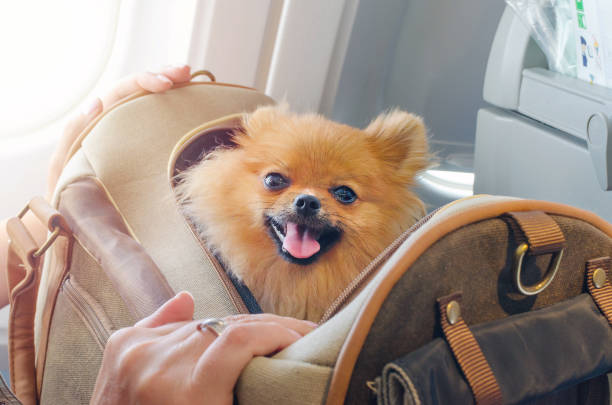 small dog pomaranian spitz in a travel bag on board of plane, selective focus small dog pomaranian spitz in a travel bag on board of plane dog airplane stock pictures, royalty-free photos & images