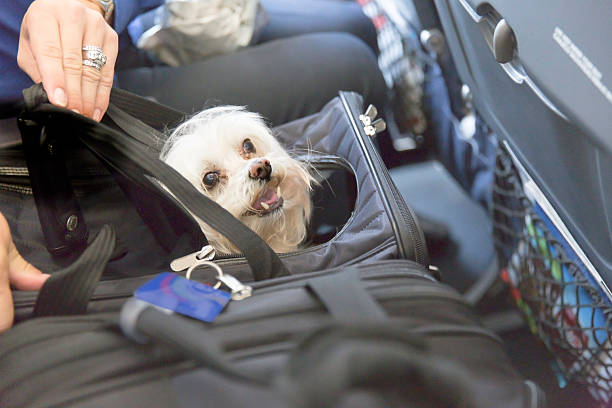 Dog traveling on an airplane Small dog is sticking his head out of a pet carrier on an airplane. rm dog airplane stock pictures, royalty-free photos & images