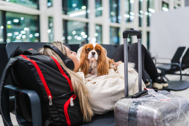 Woman traveling with her dog is waiting for her flight at the airport Woman traveling with her dog is waiting for her flight at the airport dog airplane stock pictures, royalty-free photos & images