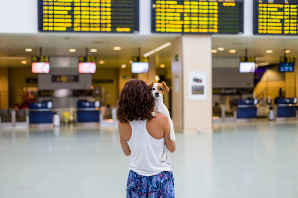 traveler woman and her dog at the airport. information screens background. travel and transportation with technology concept. traveler woman and her dog at the airport. information screens background. travel and transportation with technology concept. dog airplane stock pictures, royalty-free photos & images
