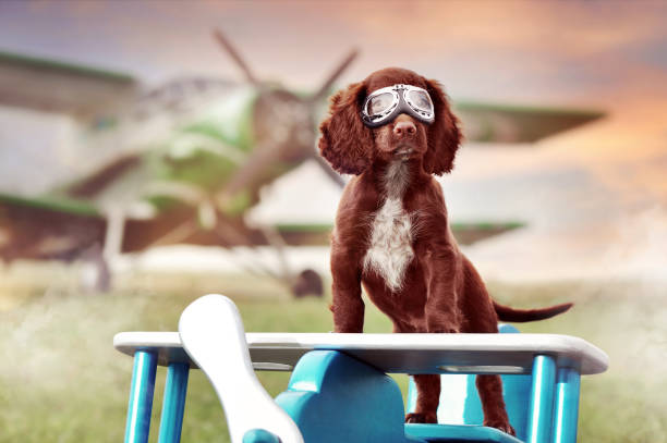 English spaniel puppy as an aviator standing on the wooden toy airplane English spaniel puppy as an aviator standing on the wooden toy airplane dog airplane stock pictures, royalty-free photos & images