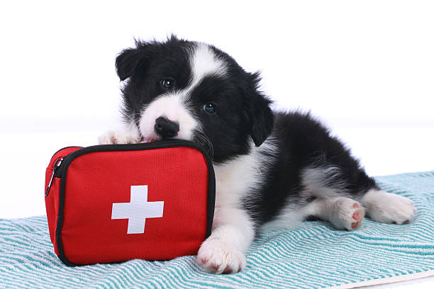 Cute border collie puppy with an emergency kit Cute border collie puppy with an emergency kit isolated dog first aid stock pictures, royalty-free photos & images