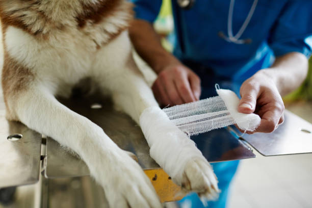 Dressing wound Human wrapping paw of injured dog with gauze bandage dog first aid stock pictures, royalty-free photos & images