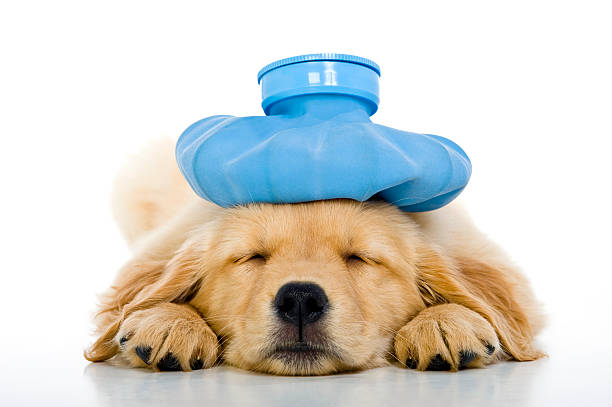 Sick young puppy with ice bag on head, white background An Under the weather cute 8 week old Golden Retriever puppy with a blue ice bag on her head as she is lying on a white background sleeping 