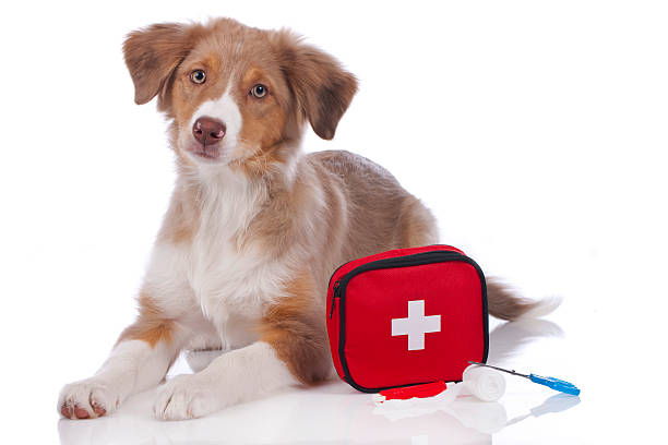 Australian shepherd puppy with first aid kit Australian shepherd puppy with first aid kit isolated dog first aid stock pictures, royalty-free photos & images