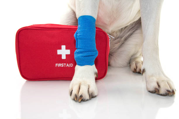 INJURED DOG. CLOSE UP PAW LABRADOR   WITH A BLUE BANDAGE OR ELASTIC BAND ON FOOT AND A EMERGENCY  OR FIRT AID KIT. INJURED DOG. CLOSE UP PAW LABRADOR   WITH A BLUE BANDAGE OR ELASTIC BAND ON FOOT AND A EMERGENCY  OR FIRT AID KIT. ISOLATED STUDIO SHOT AGAINST WHITE BACKGROUND. dog first aid stock pictures, royalty-free photos & images