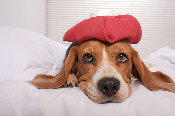 Feeling better Cute beagle dog in bed with ice pack on her head dog first aid stock pictures, royalty-free photos & images