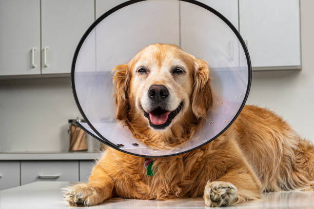 Golden Retriever wearing “Cone of Shame” E-Collar in Vet’s office A 9 year old Golden Retriever wearing a plastic “Cone of Shame”, aka E-Collar, looking at the camera as she is lying down on a white examination table of a veterinary hospital. The Elizabethan collar, more commonly know as an E-collar or the “Cone of shame” is used to prevent dogs and cats as well as other animals from licking a wound or surgical incision, giving it time to heal. dog first aid stock pictures, royalty-free photos & images