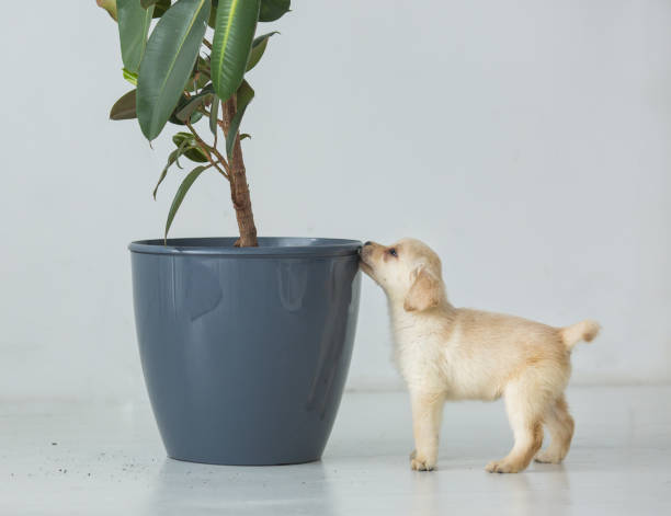 Puppy of a labrador near a pot with a house plant Puppy of a Labrador near a pot with a house plant dog shrub stock pictures, royalty-free photos & images