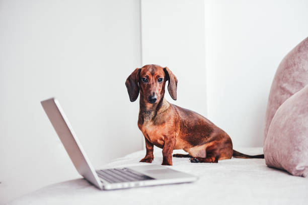 Cute dachshund dog working on laptop at home. Technology concept Adorable dog working with computer dog website stock pictures, royalty-free photos & images
