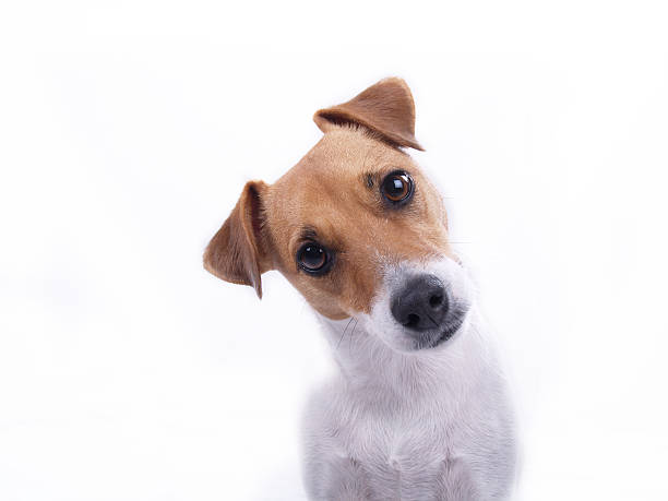 Intrigued Jack Russell Terrier looking directly at camera with interested look; emphasis on dog's face and gaze dog confused stock pictures, royalty-free photos & images