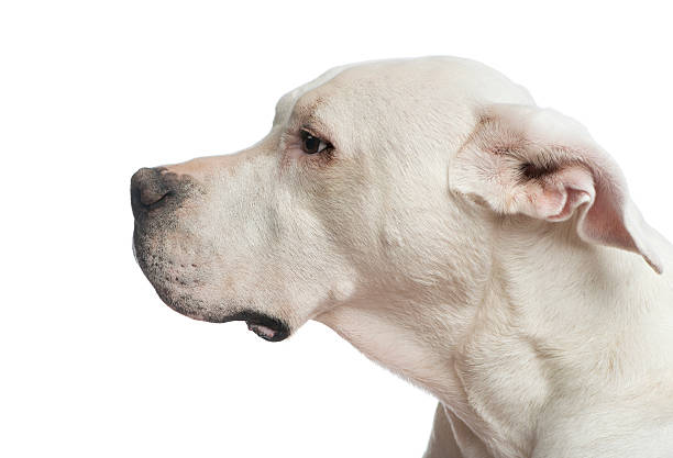Close-up of a Dogo Argentino looking away Close-up of a Dogo Argentino looking away doggo argentino stock pictures, royalty-free photos & images