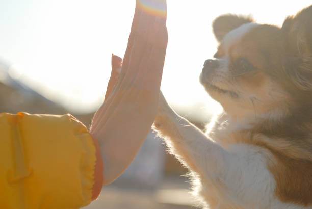 young woman owner hand high five to her little chihuahua pet dog with love trust and care during outdoor leisure young woman owner hand high five to her little chihuahua pet dog with love trust and care outdoor leisure dog sign language stock pictures, royalty-free photos & images