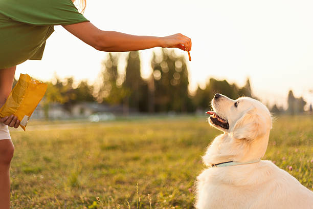 Training dog A young girl training her golden retriever. dog treat stock pictures, royalty-free photos & images