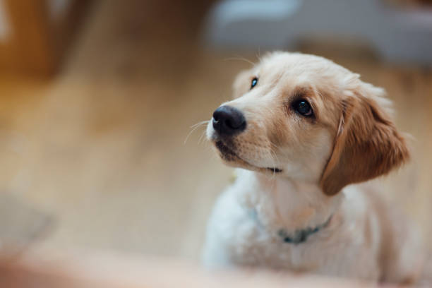 Labrador Puppy Close up of a Labrador puppy looking up. puppy stock pictures, royalty-free photos & images