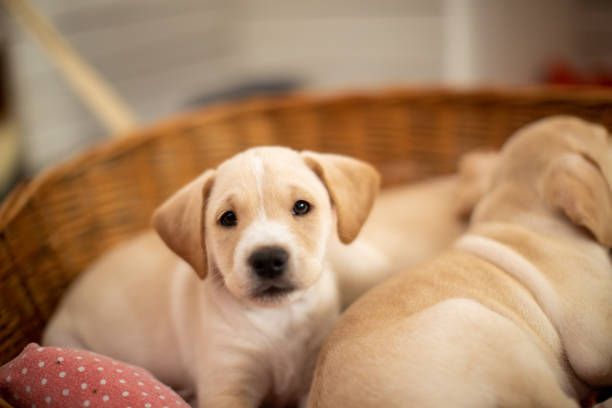 Cute puppies sleeping in their bed Cute Labrador baby dogs sleeping in their bed in basket. One of them is looking at camera. Puppies are beautiful and yellow-white. puppy stock pictures, royalty-free photos & images