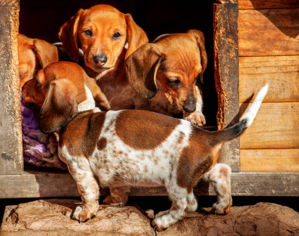 dog-kennel dachshund puppies dog-kennel dachshund puppies puppy mill stock pictures, royalty-free photos & images