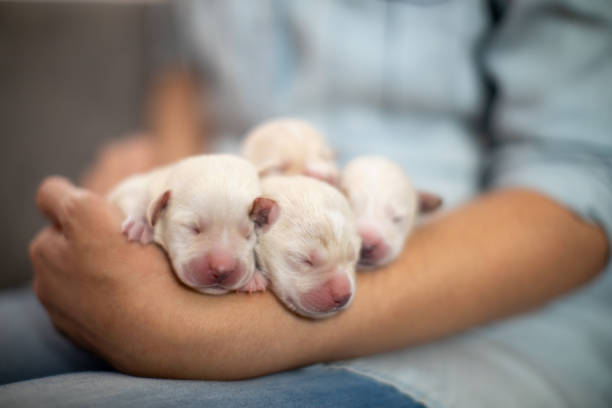 Woman cuddling newborn puppies while they are sleeping Woman cuddling one week old puppies while they are sleeping. Puppies are beautiful and white. Part of series where people taking care of puppies abandoned in garbage and left without mother. puppies stock pictures, royalty-free photos & images
