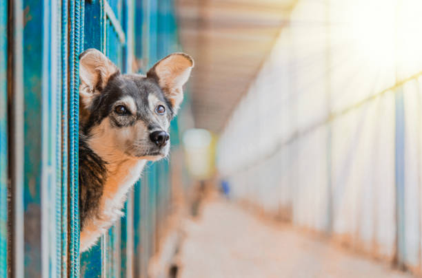 Stray Beautiful Dog Lean Out From Cage And Looking At Human. Dog Abandoned in Shelter and Waiting For His Family Stray Beautiful Dog Lean Out From Cage And Looking At Human. Dog Abandoned in Shelter and Waiting For His Family. dog adoption stock pictures, royalty-free photos & images