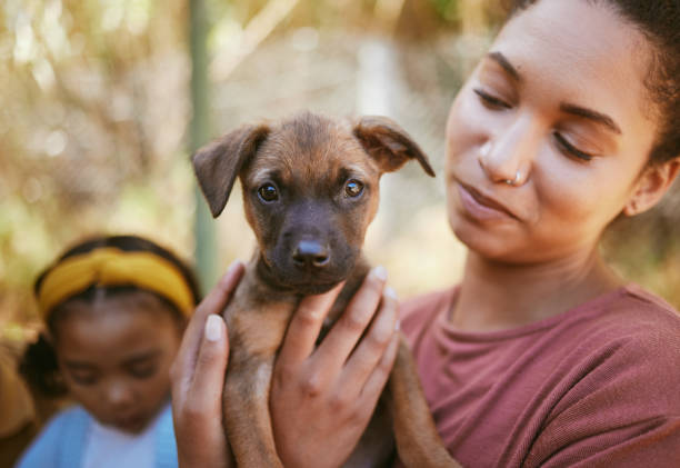 Dog, woman and hands holding puppy in love for adoption, life or bonding by animal shelter. Happy female carrying small little pup in hand for support, trust and loving affection for pet care or home Dog, woman and hands holding puppy in love for adoption, life or bonding by animal shelter. Happy female carrying small little pup in hand for support, trust and loving affection for pet care or home dog adoption stock pictures, royalty-free photos & images