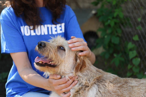 Volunteer with homeless dog in animal shelter, closeup Volunteer with homeless dog in animal shelter, closeup dog adoption stock pictures, royalty-free photos & images