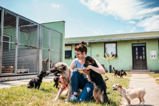 Dog shelter Young adult woman working and playing with adorable dogs in animal shelter dog adoption stock pictures, royalty-free photos & images