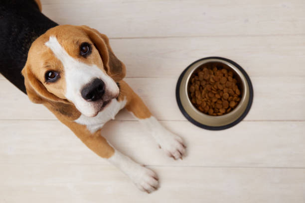 A beagle dog is lying on the floor next to a bowl of dry food. Looks at the camera. Waiting for feeding. A beagle dog is lying on the floor next to a bowl of dry food. Looks at the camera. Waiting for feeding. Top view dog eating stock pictures, royalty-free photos & images