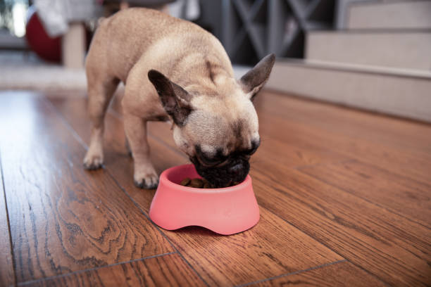 Proper Nutrition For Healthy Pet French bulldog eating her out of a bowl dog eating stock pictures, royalty-free photos & images