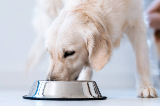 Beautiful lovely white dog licking water from a bowl placed on the living room floor at home. Portrait of beautiful lovely white dog licking water from a bowl placed on the living room floor at home. dog eating stock pictures, royalty-free photos & images