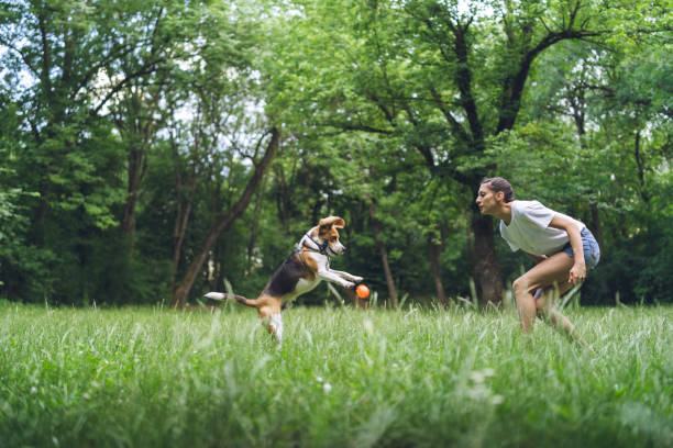 Young woman playing with dog in a park Young woman playing with her pet beagle dog in a park. dog fetch stock pictures, royalty-free photos & images